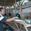 KWT Srikandi Desa Doro Payung Pancur Berhasil Kembangkan Dana Hibah Kambing Dari Pemerintah