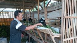 KWT Srikandi Desa Doro Payung Pancur Berhasil Kembangkan Dana Hibah Kambing Dari Pemerintah