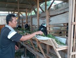 KWT Srikandi Desa Doro Payung Pancur Berhasil Kembangkan Dana Hibah Kambing Dari Pemerintah