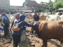 Dintanpan Rekomendasikan Penutupan Sementara Pasar Hewan Pamotan