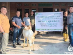 Perhutani KPH Semarang Salurkan TJSL Hewan Qurban & Putri Wakil Administratur/KS.KPH Julie Irahadi Sapta Putra, S.E Bantu 1 Kambing Qurban