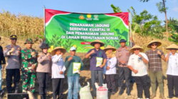 Wujudkan Program Swasembada Pangan Nasional Polri-TNI -Pemkab & Perum Perhutani Tanam Jagung Serentak Bersama Kapolri