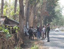 Perhutani Siap Tebang Pohon – Pohon yang mambahayakan Sepanjang Jalan Rembang Blora