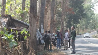 Perhutani Siap Tebang Pohon – Pohon yang mambahayakan Sepanjang Jalan Rembang Blora